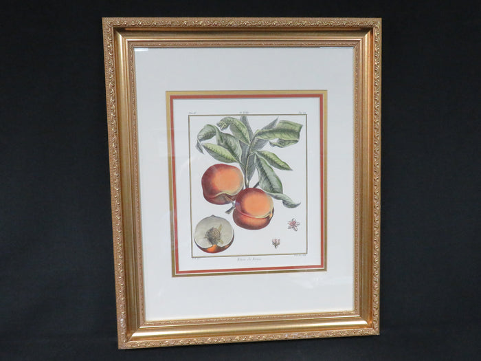 Botanical Engraving