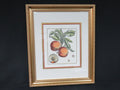 Botanical Engraving