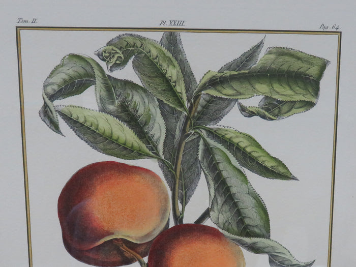 Botanical Engraving