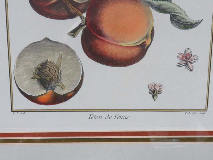 Botanical Engraving