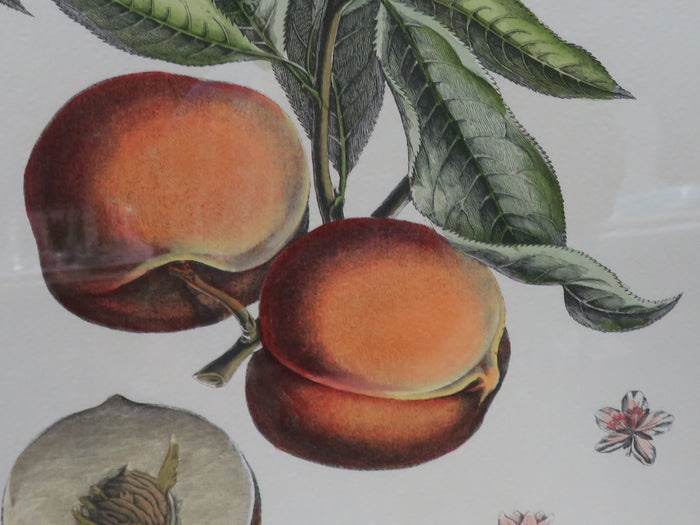 Botanical Engraving